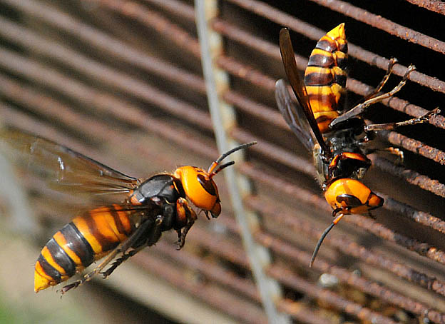 セイヨウミツバチを襲うオオスズメバチ