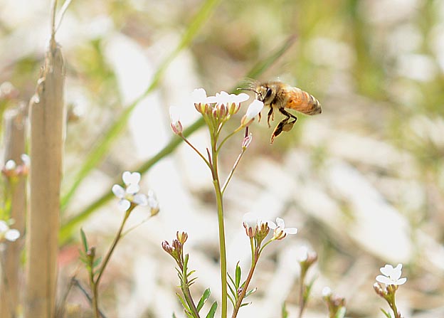 タネツケバナで吸蜜するセイヨウミツバチ・