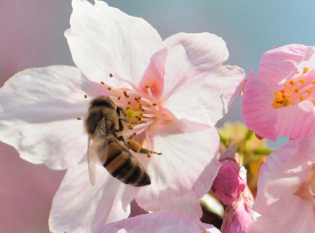 陽光桜に来たセイヨウミツバチ
