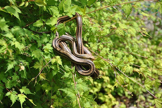 木の上のシマヘビ