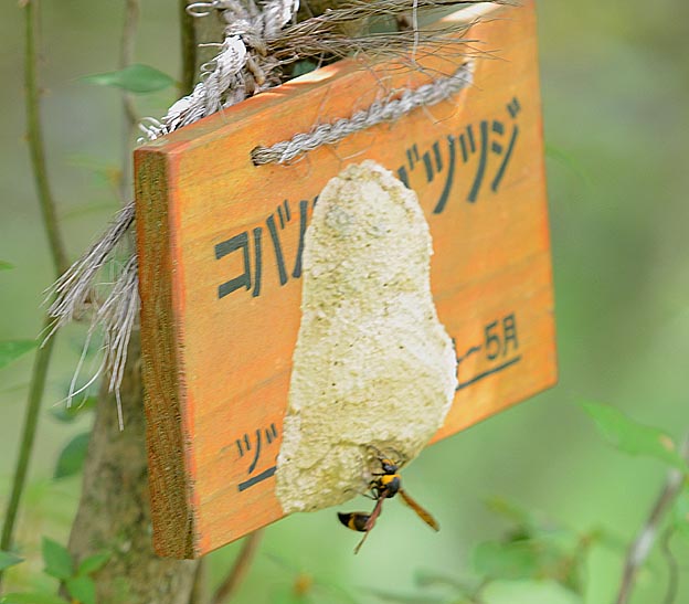 スズバチの巣作り
