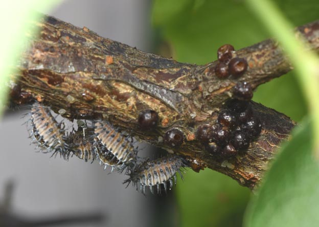 アカホシテントウの蛹とタマカイガラムシの写真