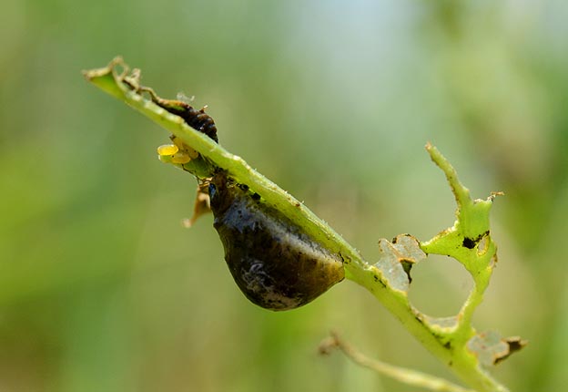 トホシクビボソハムシの幼虫