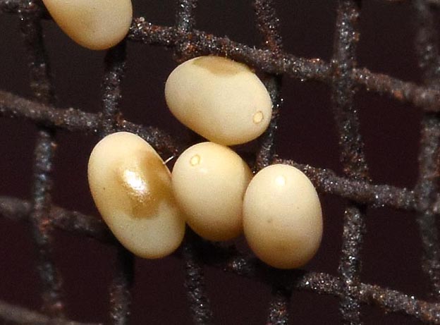 ツノトンボの卵の写真