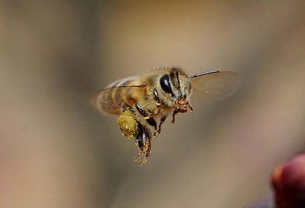 飛ぶニホンミツバチ