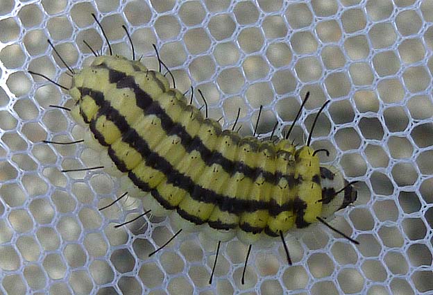 黄色と黒のウスバツバメガ幼虫の模様