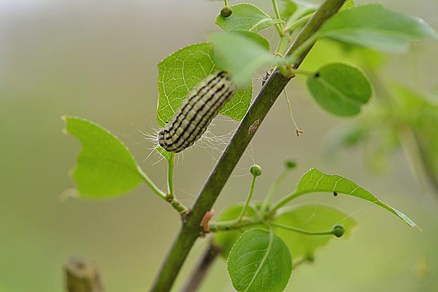 マユミの葉を食べるウスバツバメの幼虫