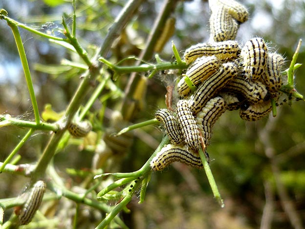 ミノウスバの幼虫の集団