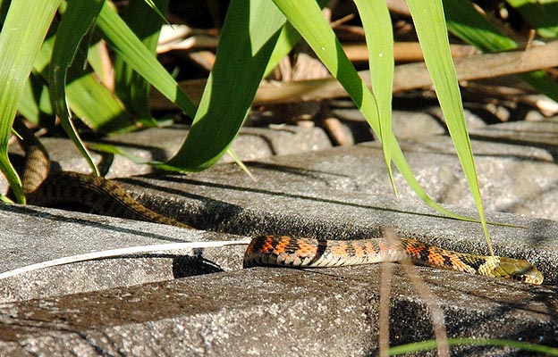 ヤマカガシの幼蛇