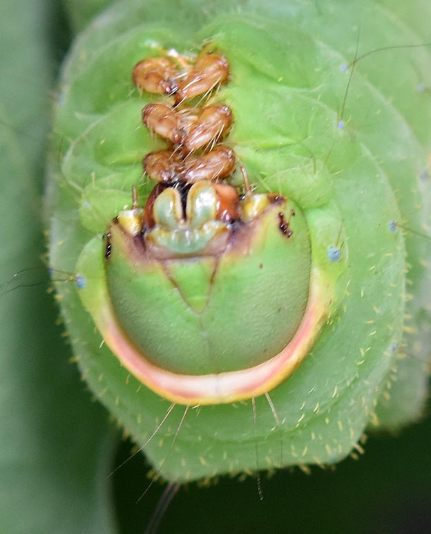 ヤママユの終齢幼虫頭部近くのアップの写真