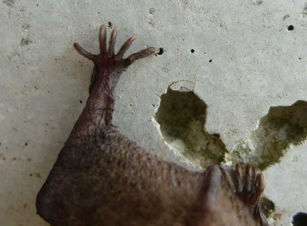 アブラコウモリ-哺乳類のあかし・足の指の写真