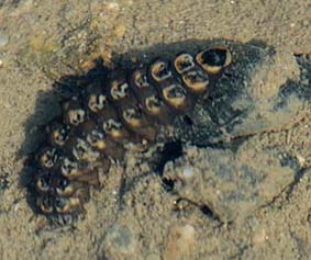 ゲンジボタルの幼虫の写真