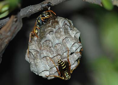 初夏のフタモンアシナガバチの巣