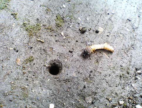 ハンミョウの穴と幼虫