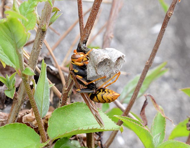 巣を作るセグロアシナガバチ