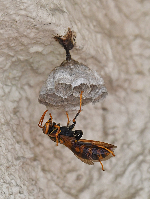 巣作りをするセグロアシナガバチの写真