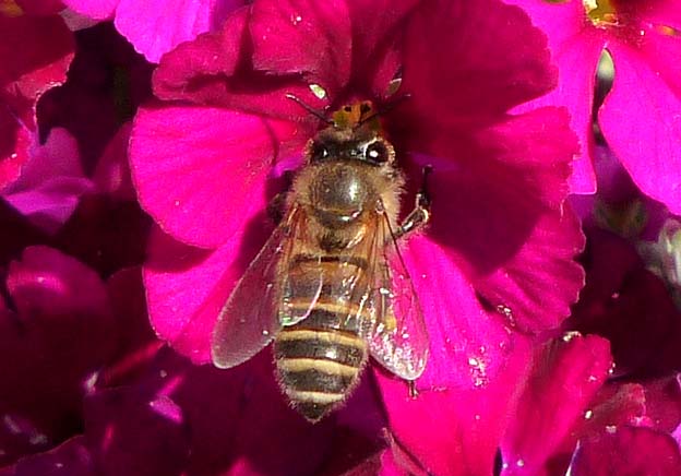 吸蜜に来たニホンミツバチ