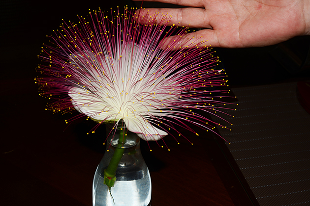 ゴバンノアシの花の写真