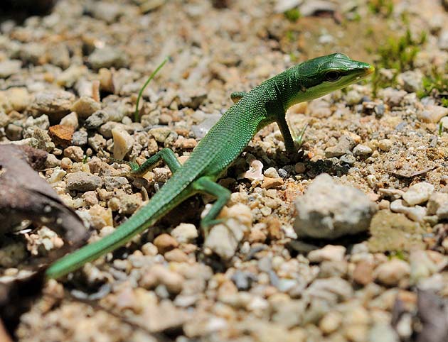 緑が鮮やかなサキシマカナヘビ