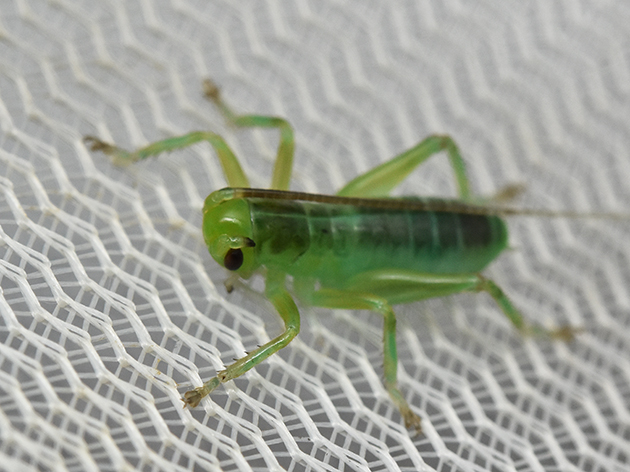 ヒノマルコロギス幼虫の写真