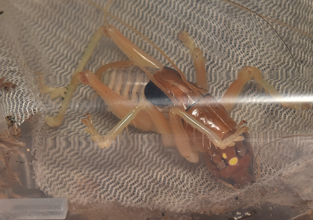 ヒノマルコロギスの終齢幼虫メスの写真