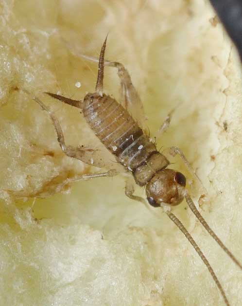 カマドコオロギ2-3齢幼虫の写真