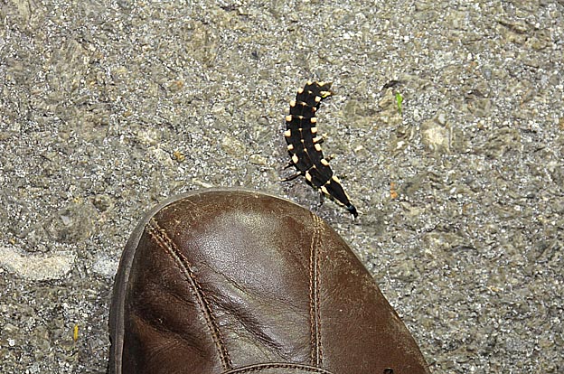 大きなオオシママドボタルの幼虫