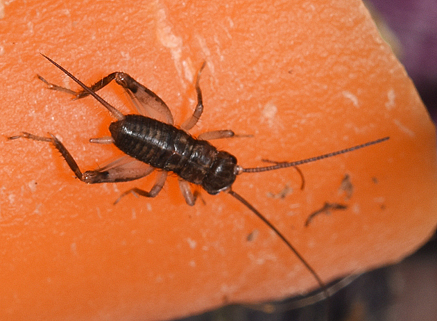 ヤエヤマクチキコオロギ幼虫の写真