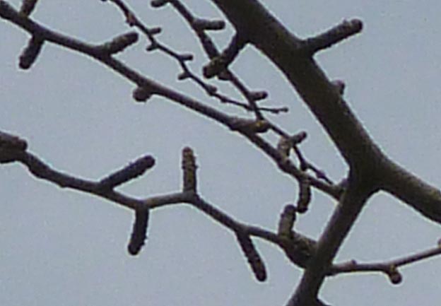 イチョウの長枝と短枝