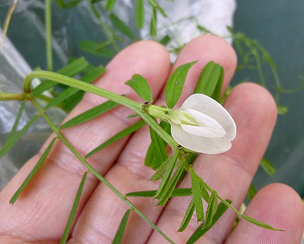 カラスノエンドウの白花