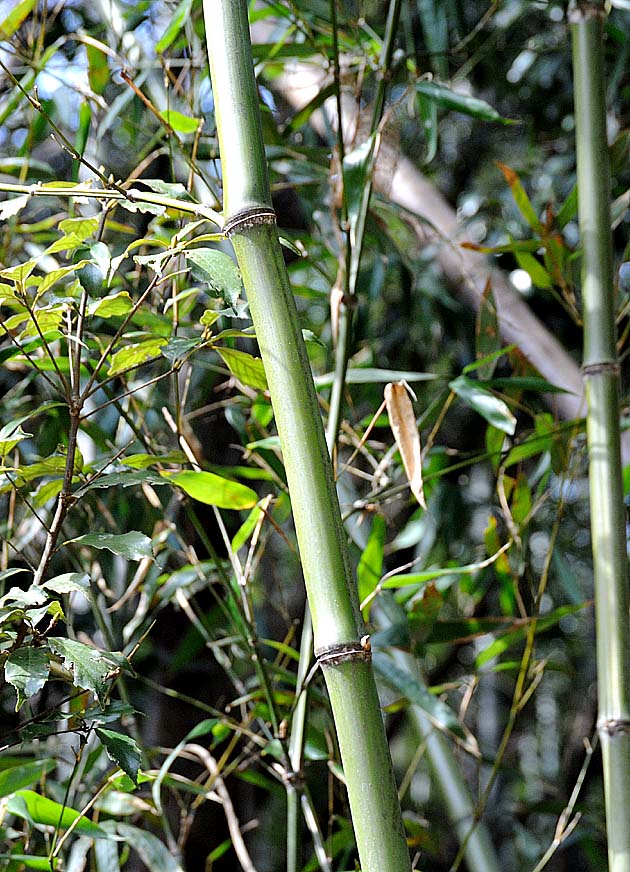 竹の枝の出方