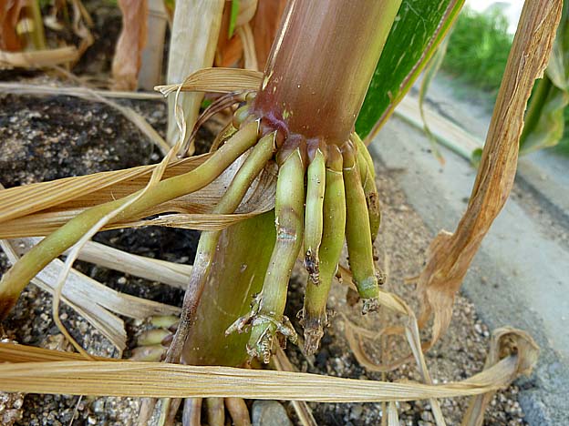 トウモロコシの根の写真
