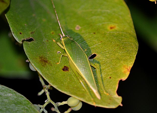 葉にとまるアオマツムシのメス
