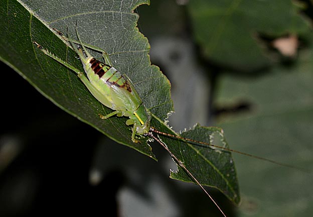 葉を食べるアオマツムシの幼虫