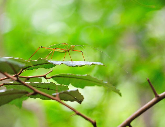 ナワシログミの葉の上のホソクビツユムシ