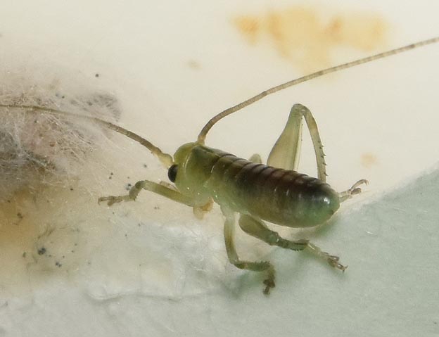 コロギス2齢幼虫の写真