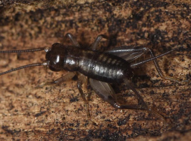 クチキコオロギの3齢前後の幼虫の写真