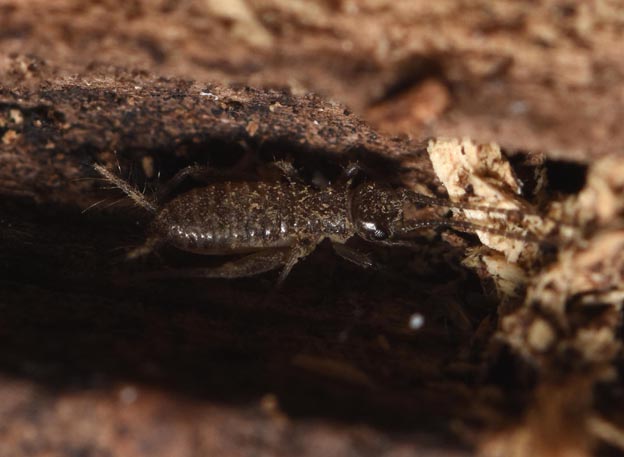 クチキコオロギの2齢前後の幼虫の写真